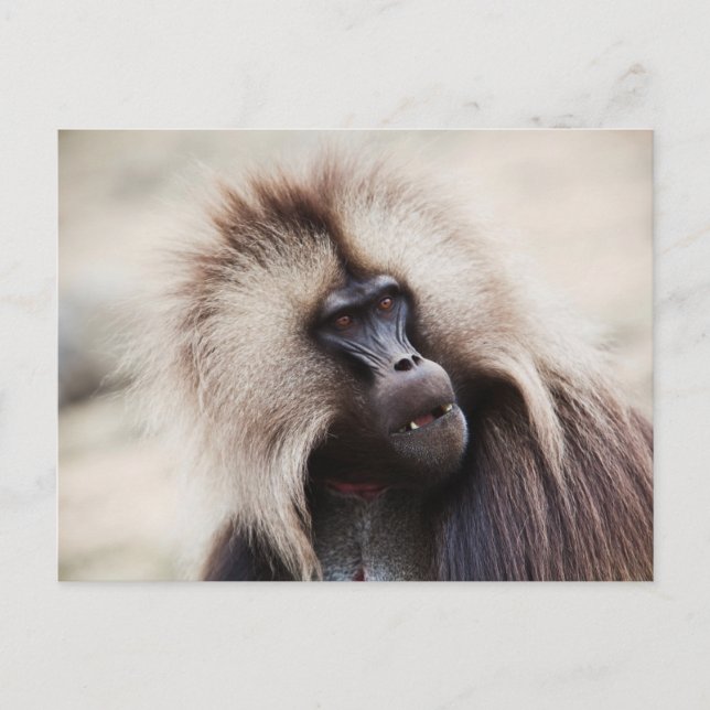 Gelada Baboon, Etiopien Vykort (Framsida)