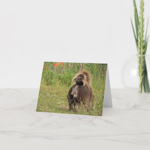 Gelada baboon kort