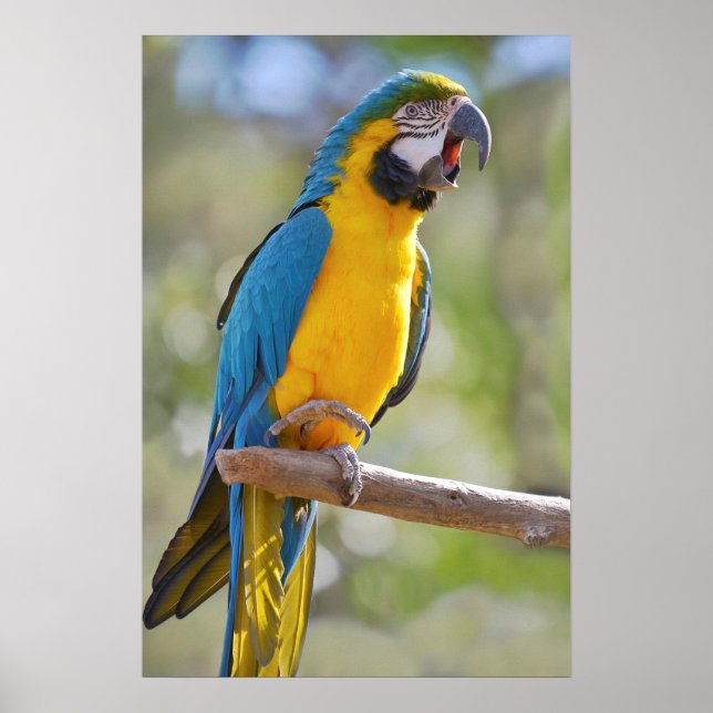 Gelbbrustara macaw på perch poster (Framsidan)