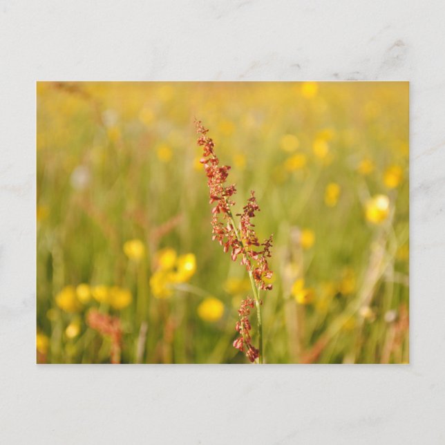 Gelbe Sommerwiese Vykort (Framsida)