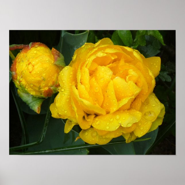 Gelbe Tulpe vom Keukenhof Park Poster (Framsidan)