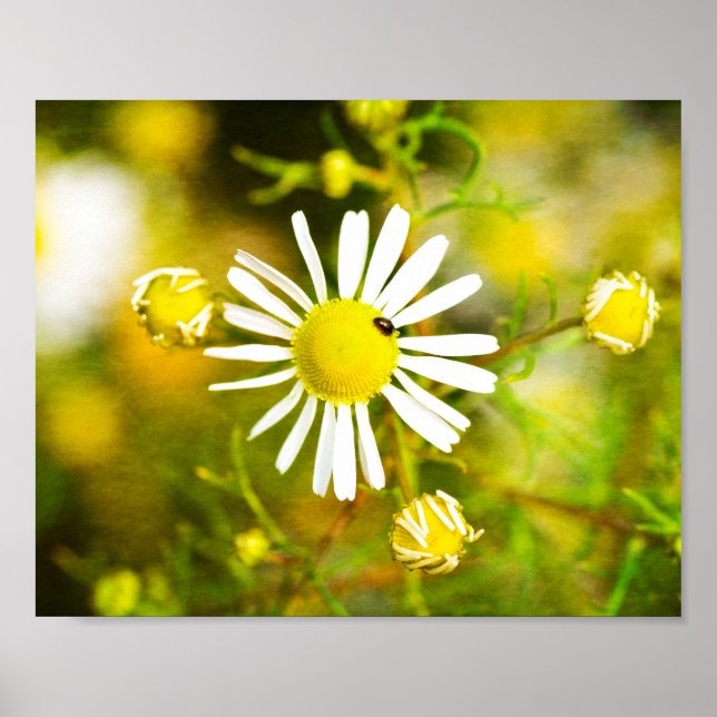 Gelber Traum der Natur Poster (Framsidan)