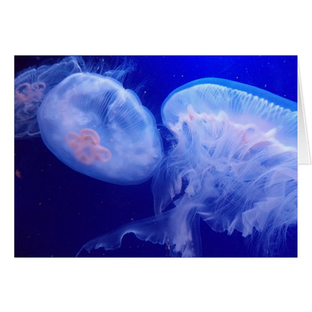 Gelé balanserar OBS kort (Framsidan Horizontal)