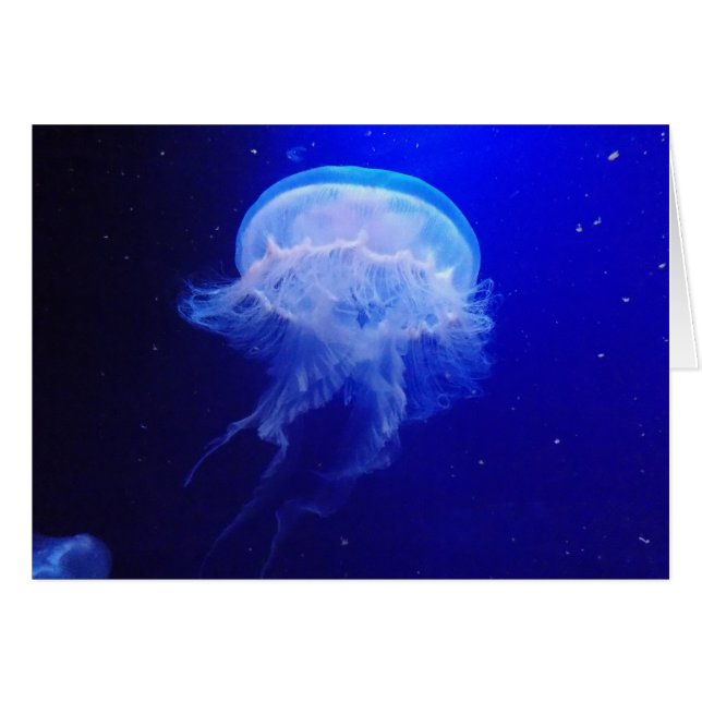 Gelé Bely OBS Kort (Framsidan Horizontal)