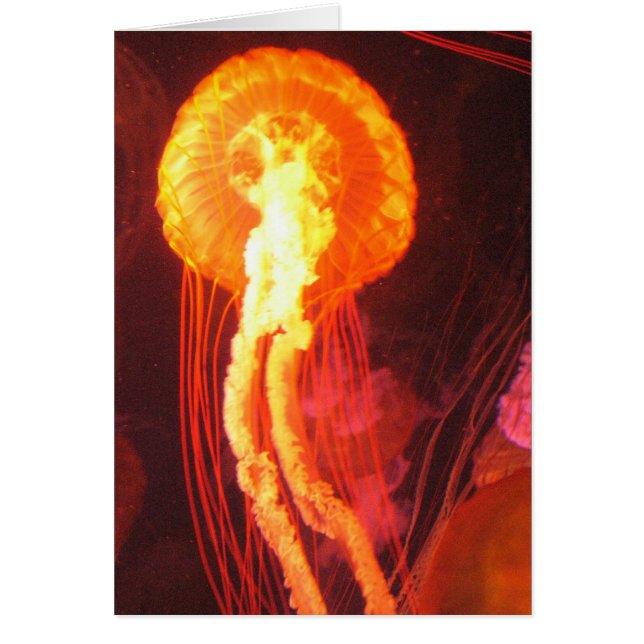 Geléfisk 4 hälsningskort (Framsidan)