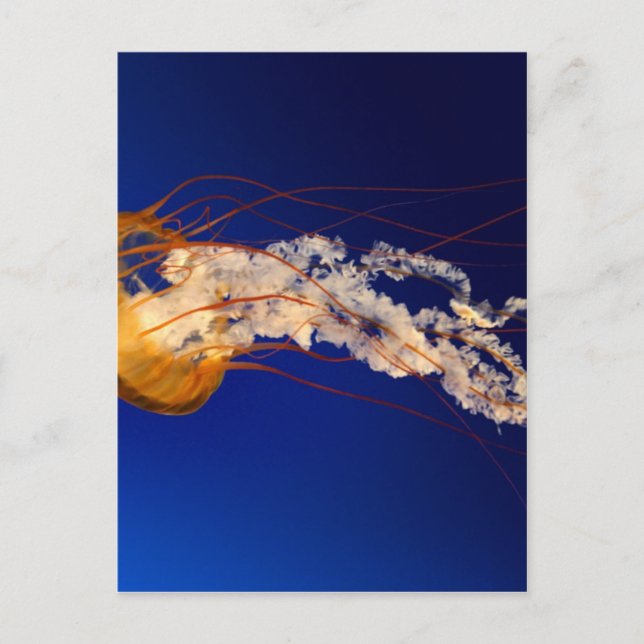 Geléfisk Vykort (Framsida)