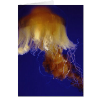 Gelékort Hälsningskort