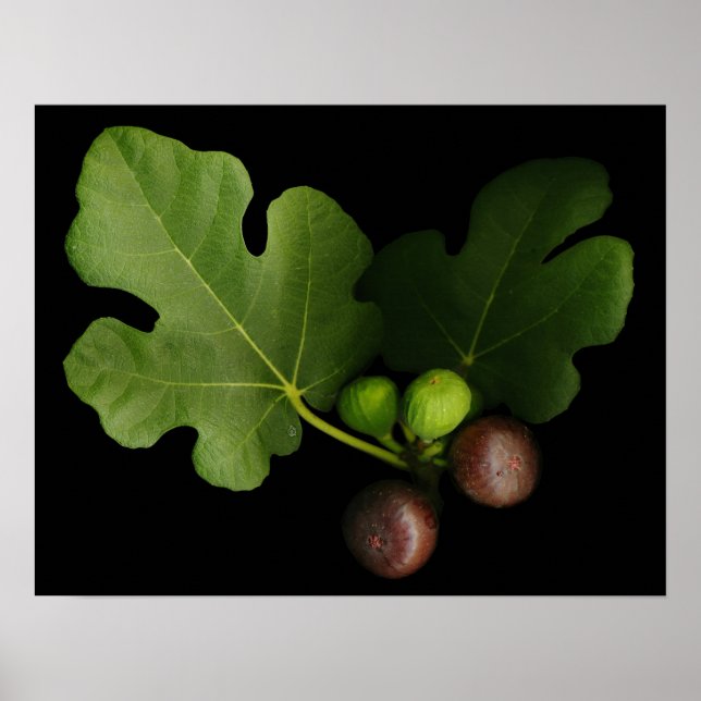 Gelinis Fig Träd Art-utskrift Poster (Framsidan)
