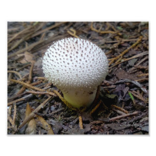 Gem-Studed Puffball Fototryck