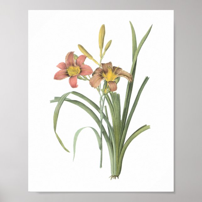 gemensam dag (Hemerocallis fulva) av Redouté Poster (Framsidan)