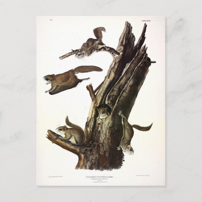 gemensam eller sydlig flytande ekorre eller Assapa Vykort (Framsida)