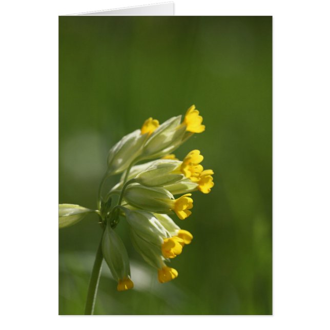 Gemensam kupong (Primula veris) Hälsningskort (Framsidan)