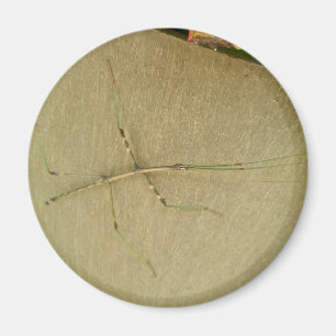 Gemensamma artiklar (Diapheromera femorata) Magnet