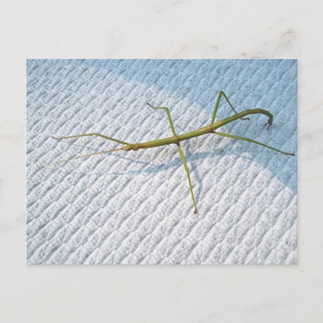Gemensamma artiklar (Diapheromera femorata) Vykort (Framsida)