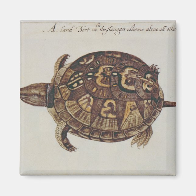 Gemensamma boxtortoise magnet (Framsidan)