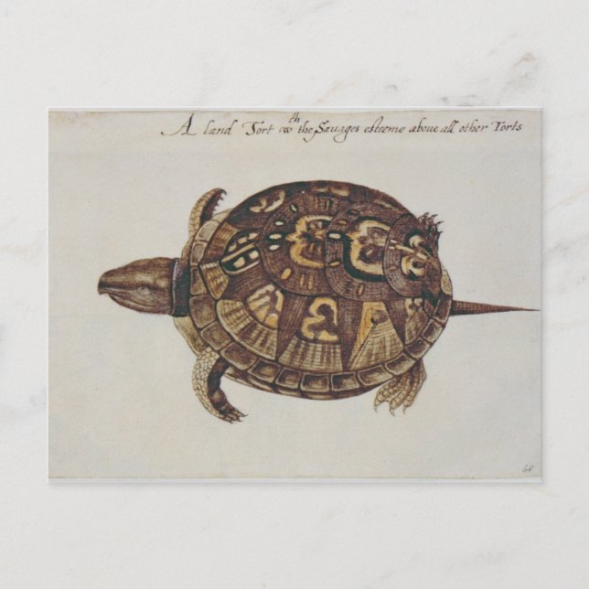 Gemensamma boxtortoise vykort (Framsida)