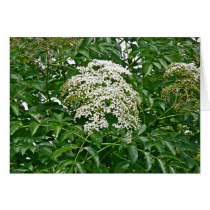 Gemensamma element för samordning av elderberry hälsningskort