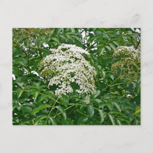 Gemensamma element för samordning av elderberry vykort