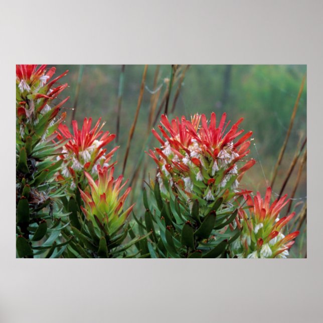 Gemensamma maskor (Mimetes cucullatus) Poster (Framsidan)