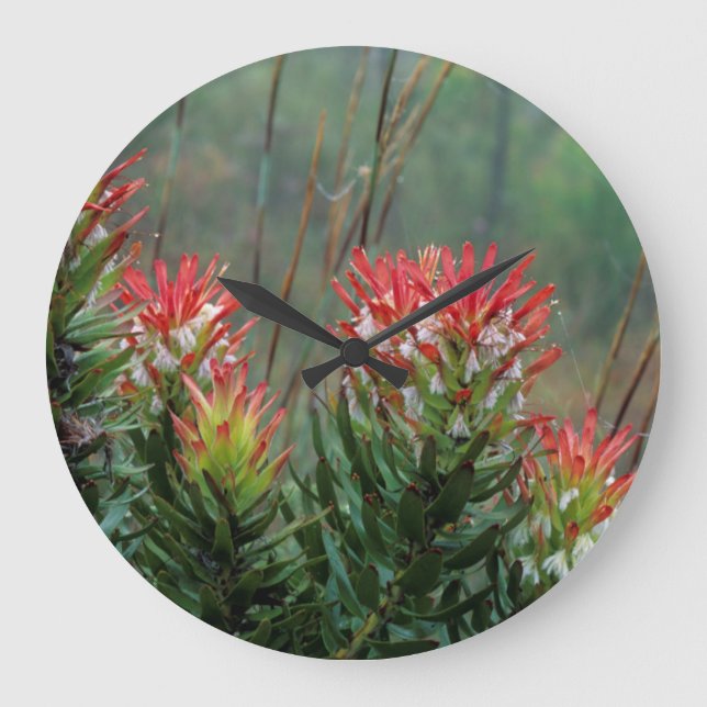 Gemensamma maskor (Mimetes cucullatus) Stor Klocka (Framsida)