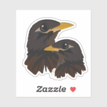 Gemensamma myna-fåglar