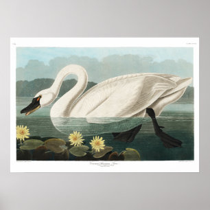 Gemensamma Svan Canvas Poster