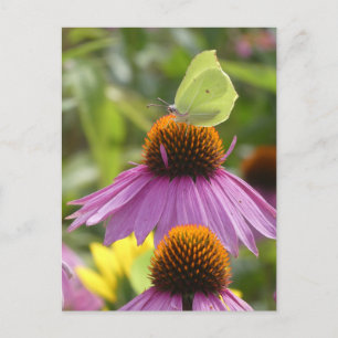 Gemensamt Brimstone Butterfly på ett Flower DIY-vy Helg Vykort