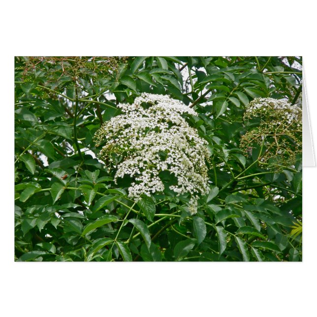 Gemensamt elderberry-kort (Sambucus canadensis) OBS Kort (Framsidan Horizontal)