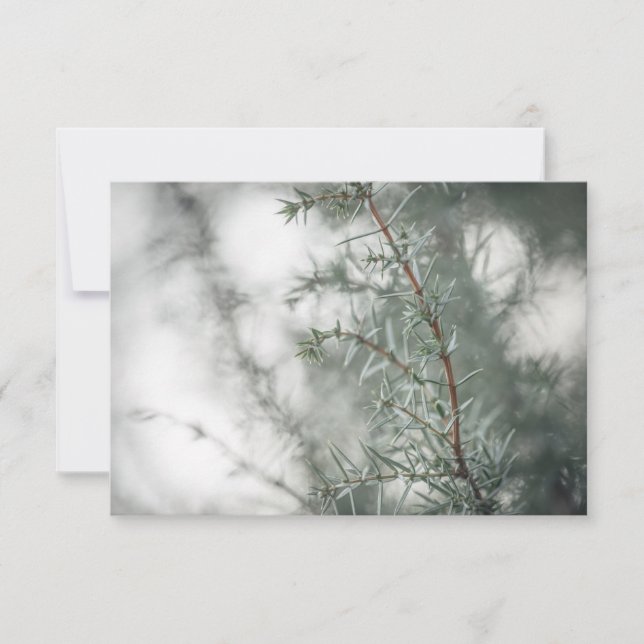 Gemensamt foto av Juniper-typ (Framsida)