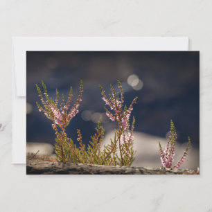 Gemensamt fotokort för Heather Nature