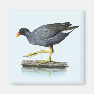 Gemensamt gallinule (Moorhen) Magnet