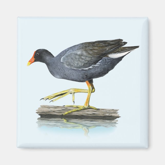 Gemensamt gallinule (Moorhen) Magnet (Framsidan)