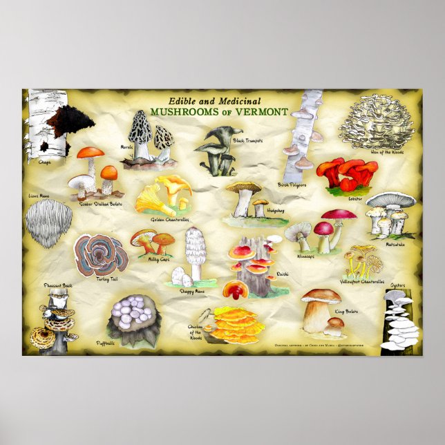 Gemensamt Namn Poster svampar av Vermont 18 x 12 (Framsidan)