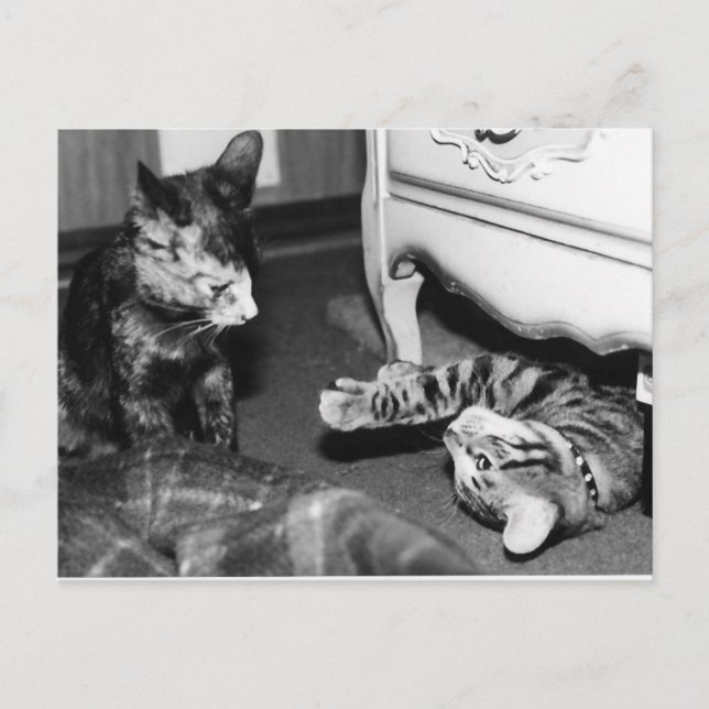 Gemini & Whisper Vykort (Framsida)