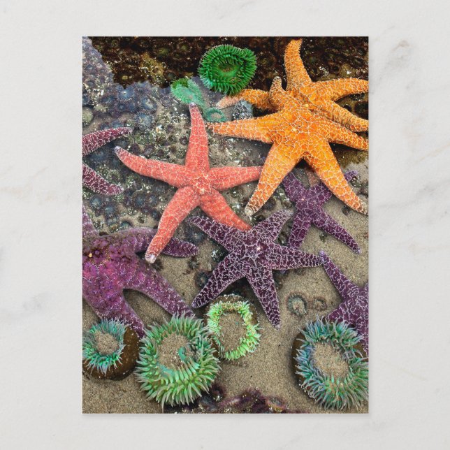 Gems av havet vykort (Framsida)