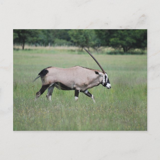 Gemsbok antelope vykort (Framsida)