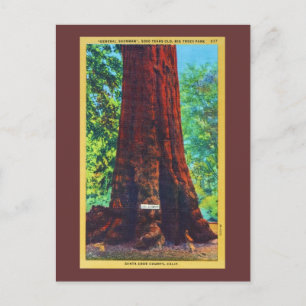 "General Sherman", 5000 år gammal, Big Träd Park Vykort