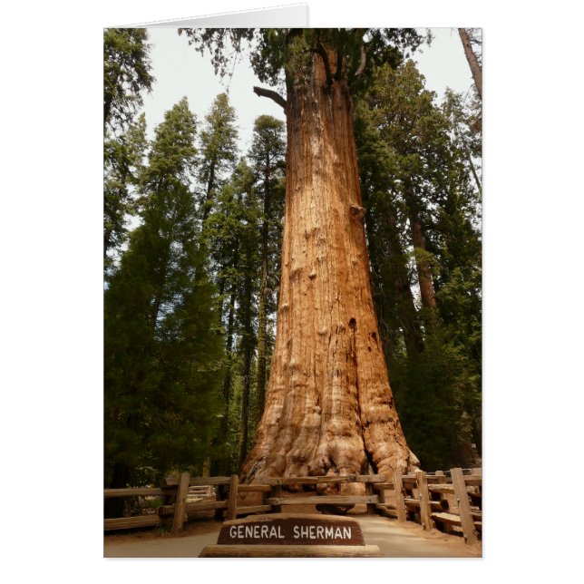 General Sherman, Giant Sequoia Hälsningskort (Framsidan)