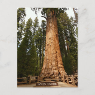General Sherman Giant Sequoia Postcard Vykort