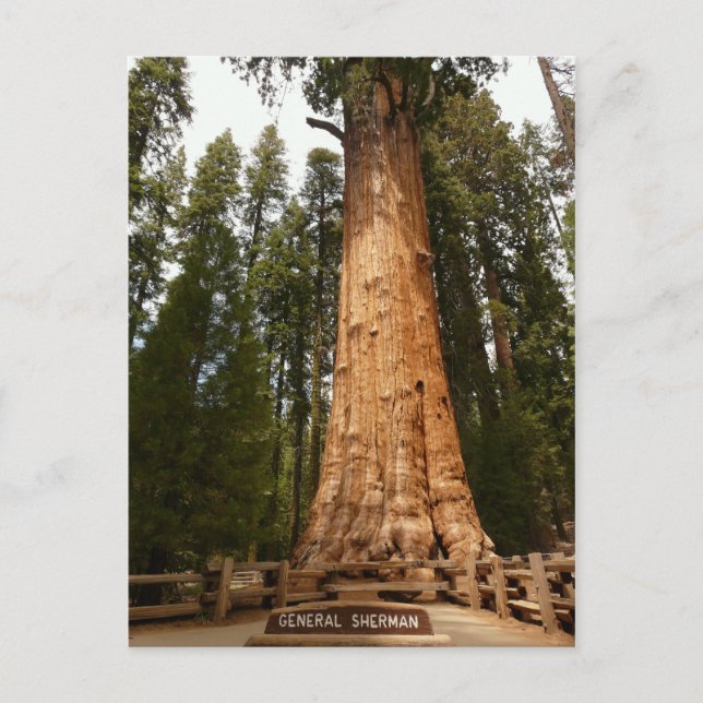 General Sherman Giant Sequoia Postcard Vykort (Framsida)