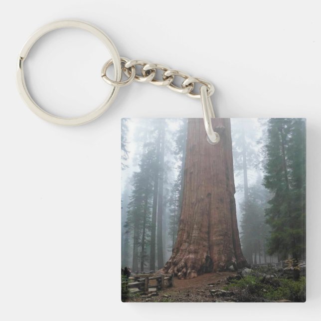 General Sherman Träd, Sequoia, CA (Framsidan)