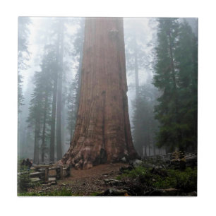 General Sherman Träd, Sequoia, CA Kakelplatta
