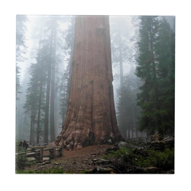General Sherman Träd, Sequoia, CA Kakelplatta (Framsidan)