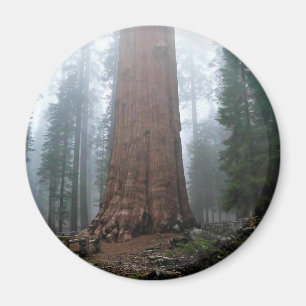 General Sherman Träd, Sequoia, CA Magnet