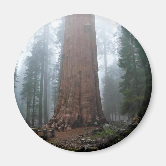 General Sherman Träd, Sequoia, CA Magnet (Framsidan)