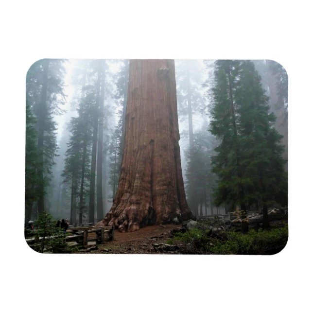 General Sherman Träd, Sequoia, CA Magnet (Horisontell)