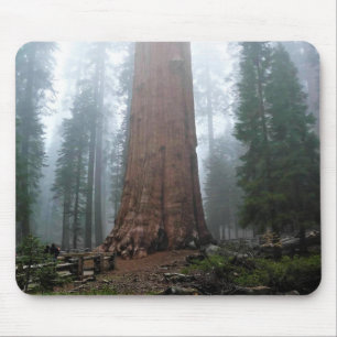General Sherman Träd, Sequoia, CA Musmatta
