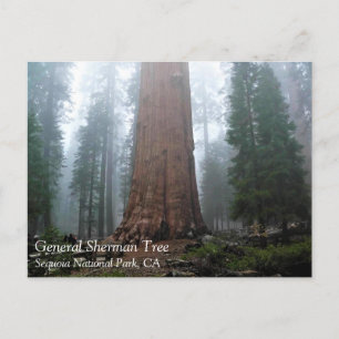 General Sherman Träd, Sequoia, CA Postcard Vykort