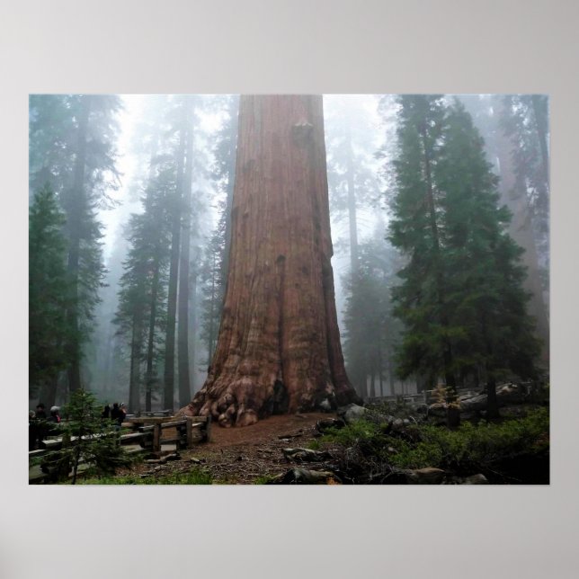 General Sherman Träd, Sequoia, CA Poster (Framsidan)