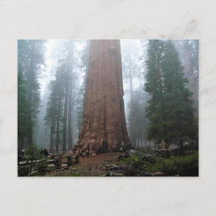 General Sherman Träd, Sequoia, CA Vykort